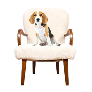 Danish Clam Style Lounge Chair in Luxurious Sheepskin, 1950s